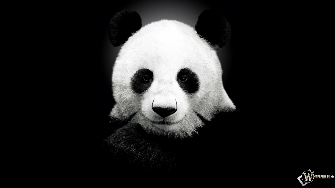 Панда на черном фоне 1280x720