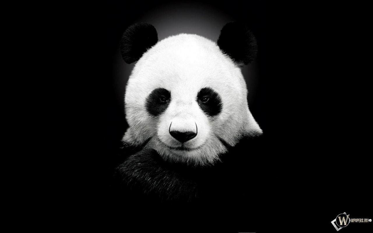 Панда на черном фоне 1280x800
