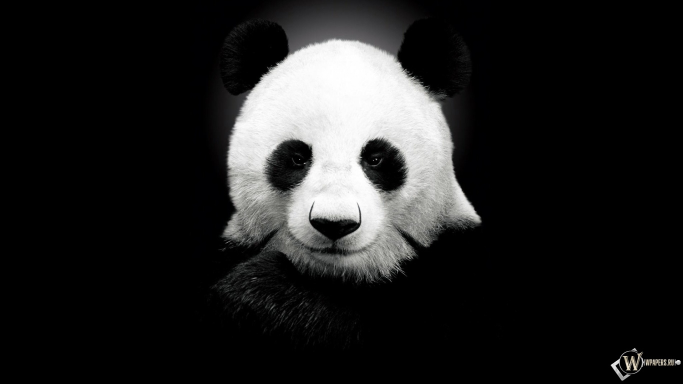 Панда на черном фоне 1366x768