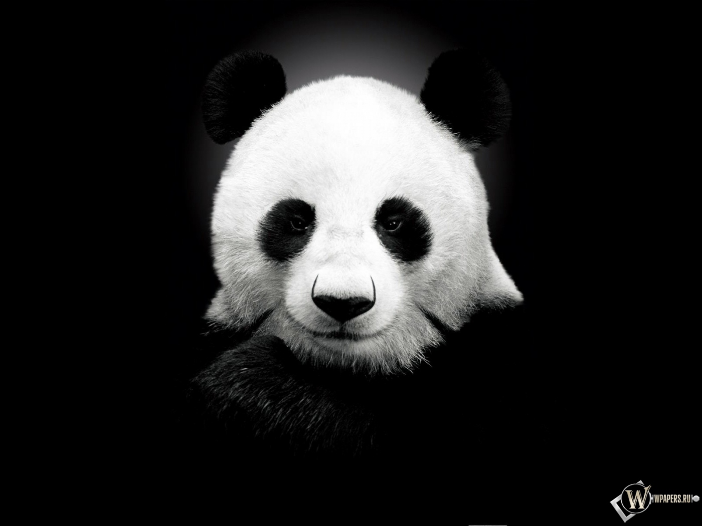 Панда на черном фоне 1400x1050