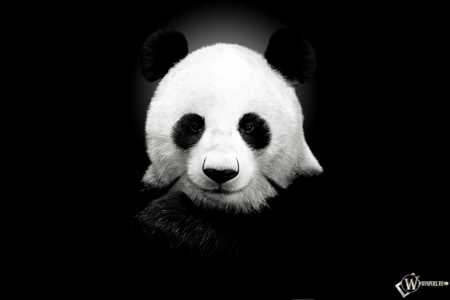 Панда на черном фоне 1500x1000