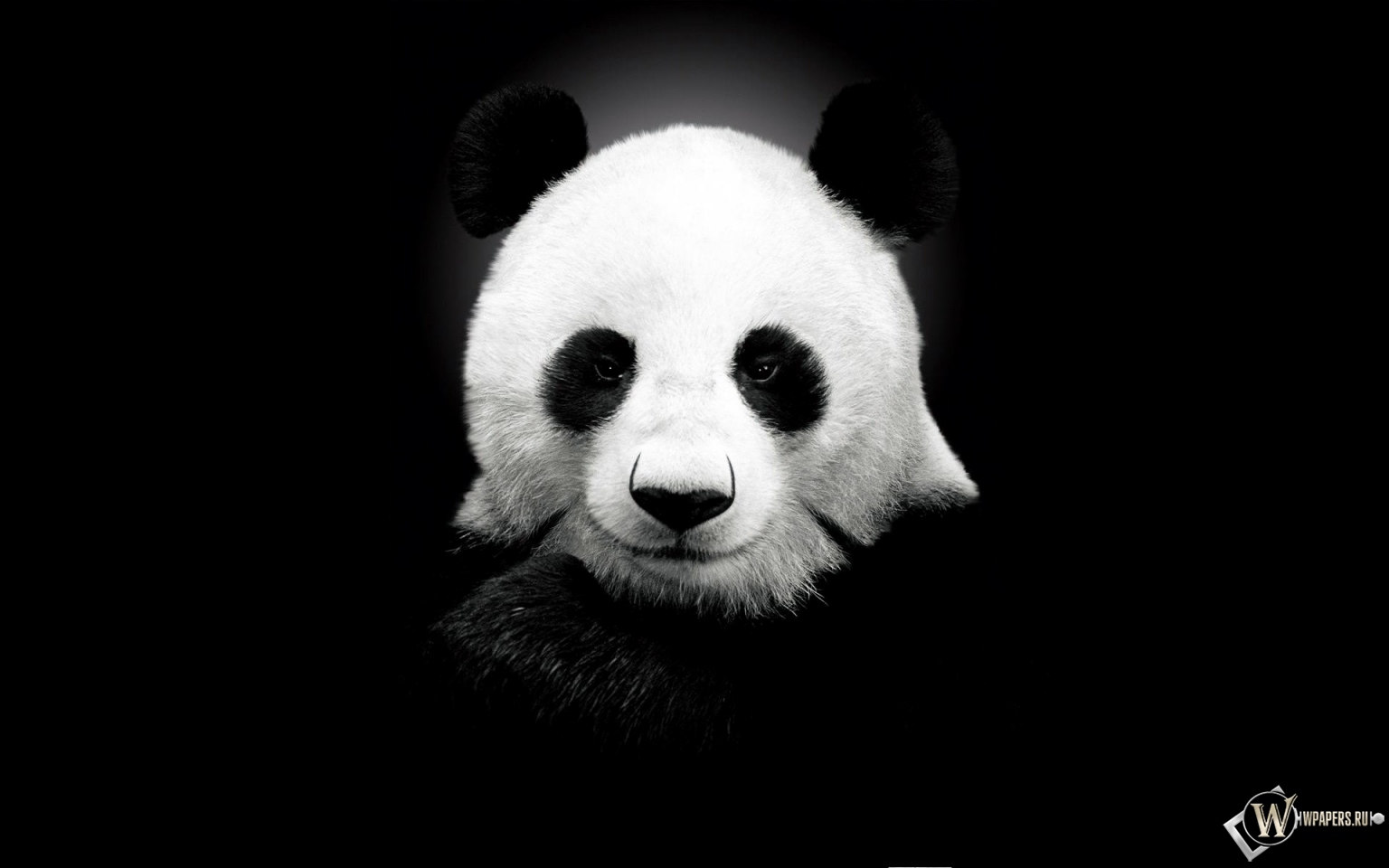 Панда на черном фоне 1536x960