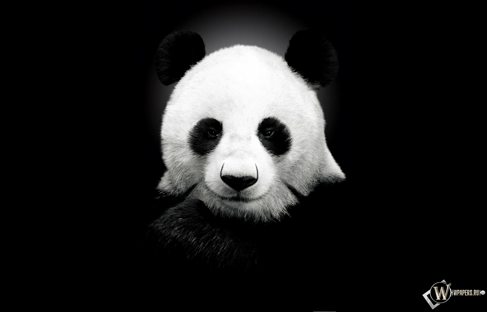 Панда на черном фоне 1600x1024