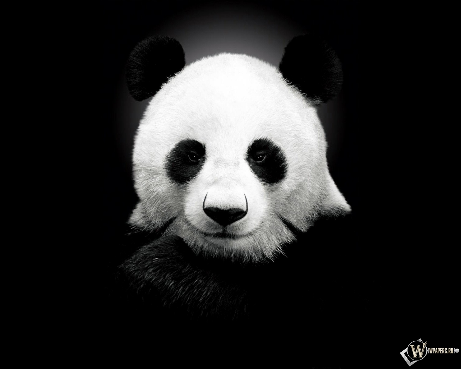Панда на черном фоне 1600x1280