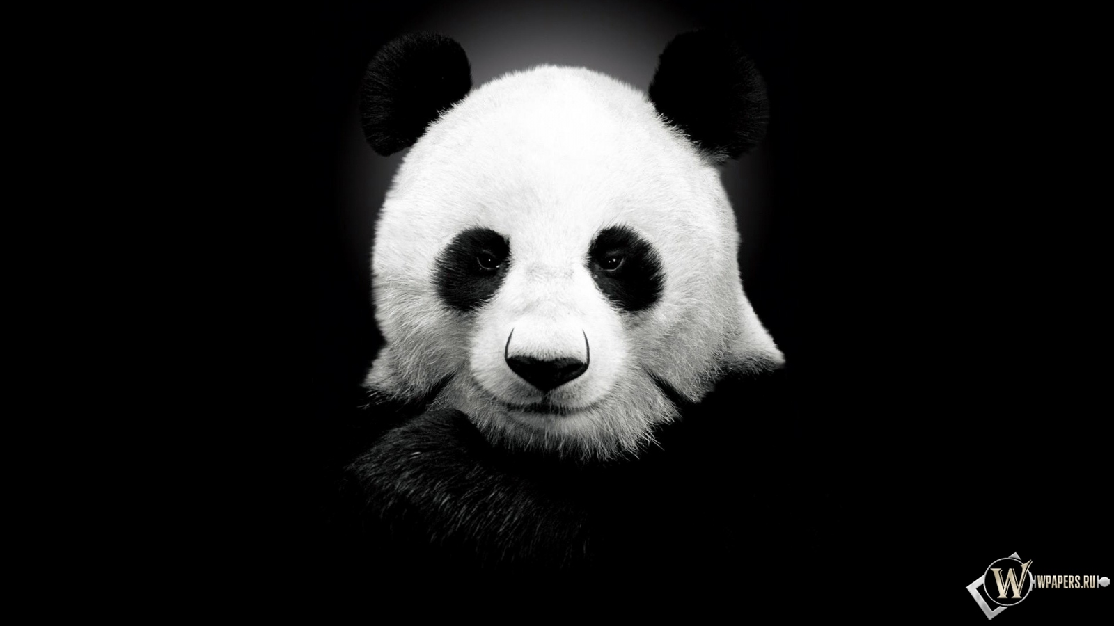 Панда на черном фоне 1600x900
