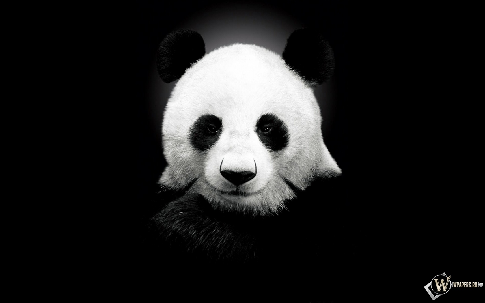 Панда на черном фоне 1680x1050