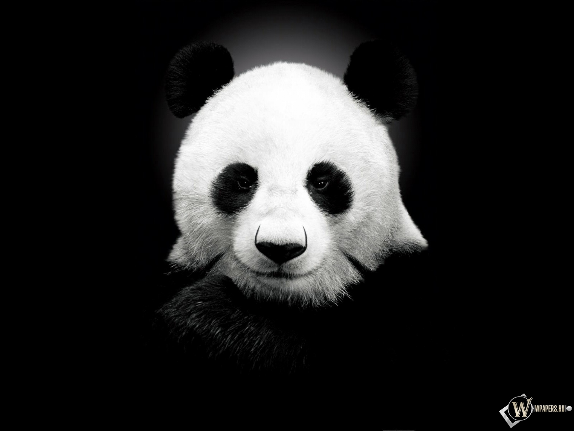 Панда на черном фоне 1920x1440