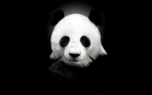 Панда на черном фоне