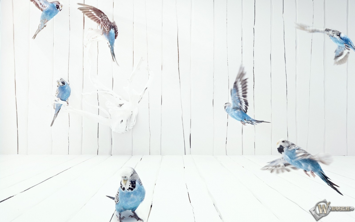 волнистые попугаи 1440x900