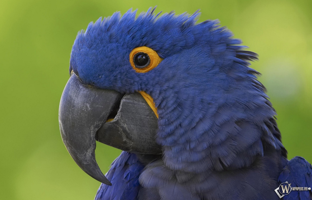 Синий попугай 1200x768