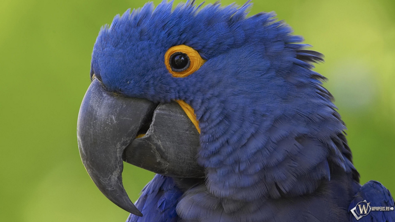Синий попугай 1280x720