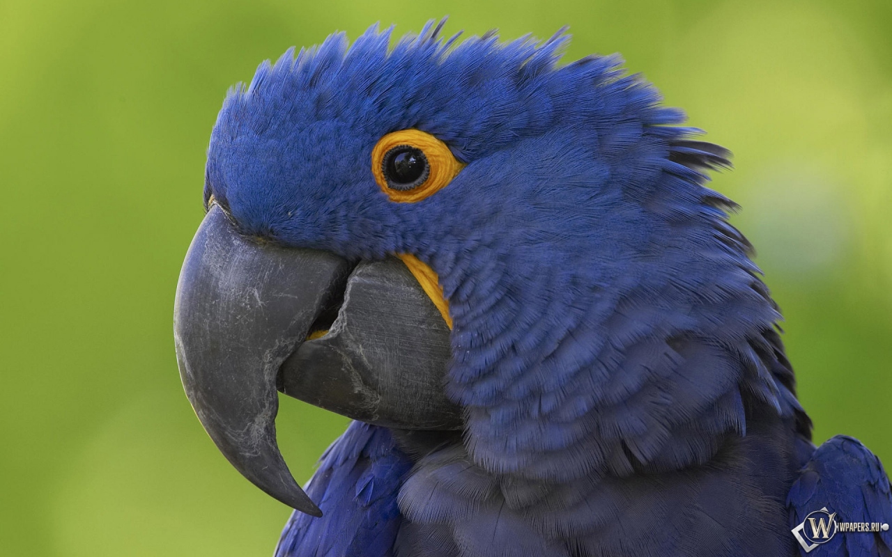 Синий попугай 1280x800