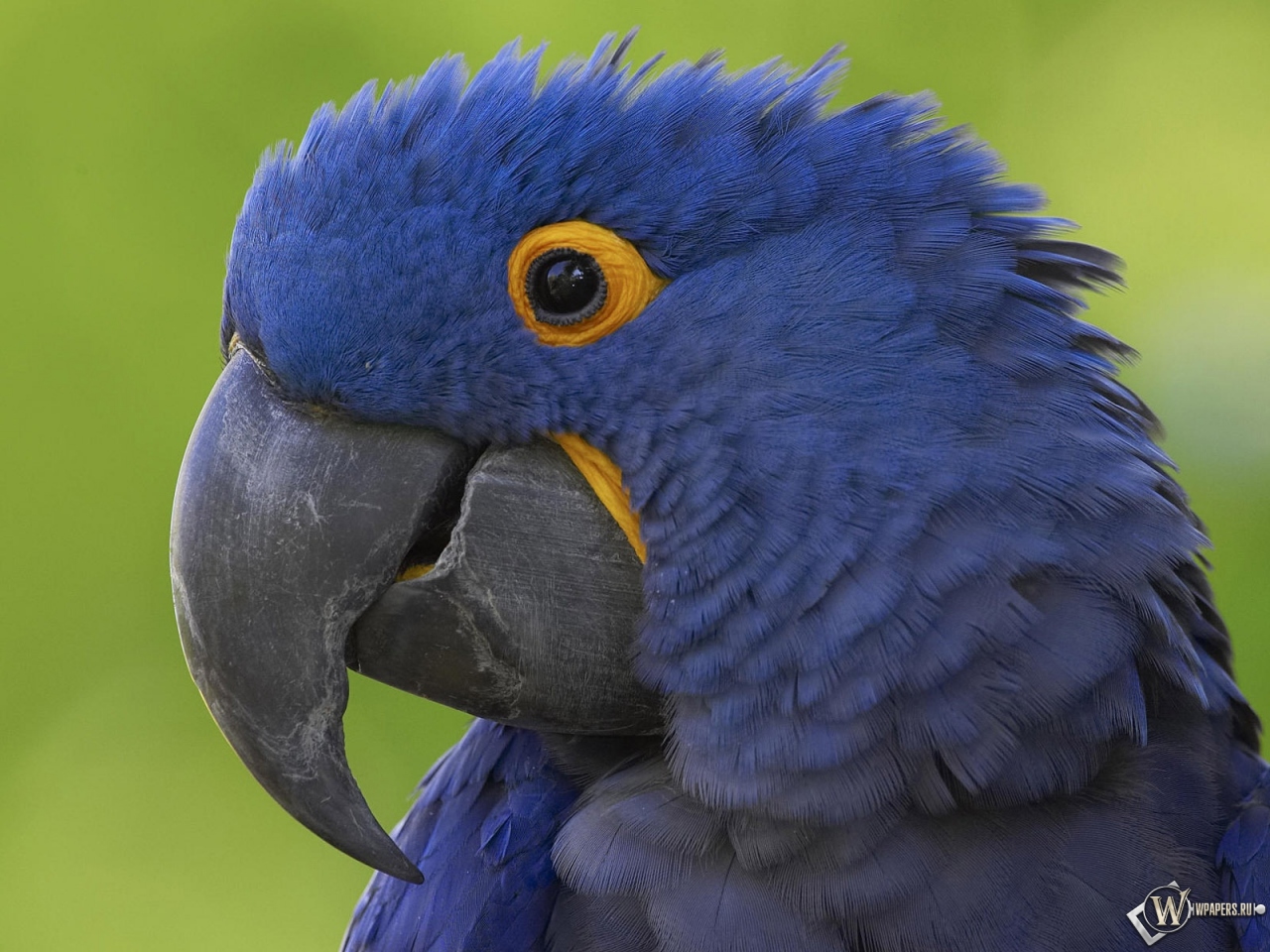 Синий попугай 1280x960