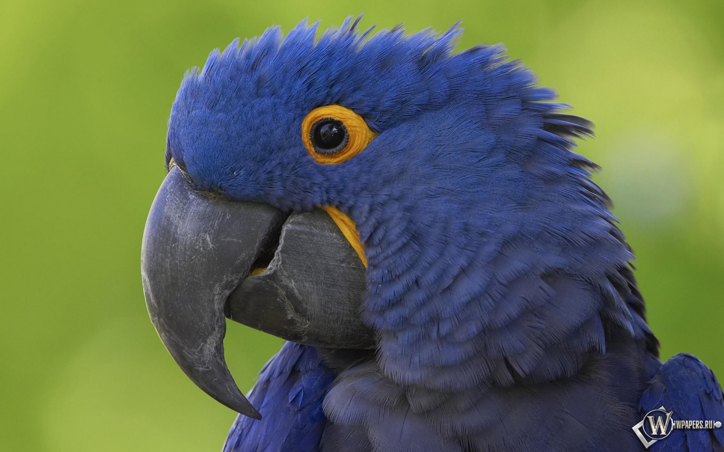 Синий попугай 1440x900