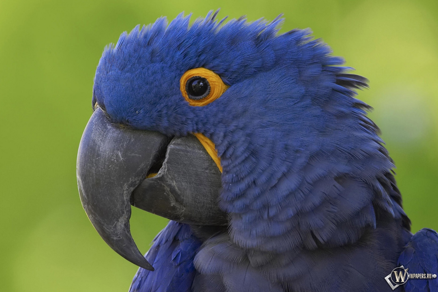 Синий попугай 1500x1000