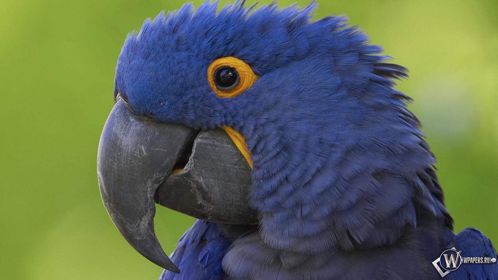 Синий попугай 1600x900