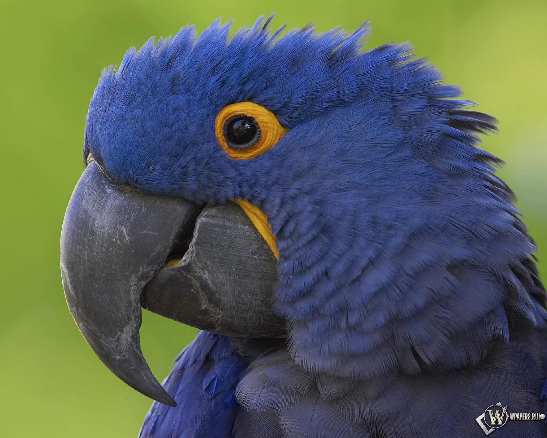 Синий попугай 1920x1536