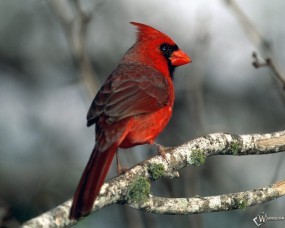 Обои Красный кардинал: Красный, Кардинал, Попугаи