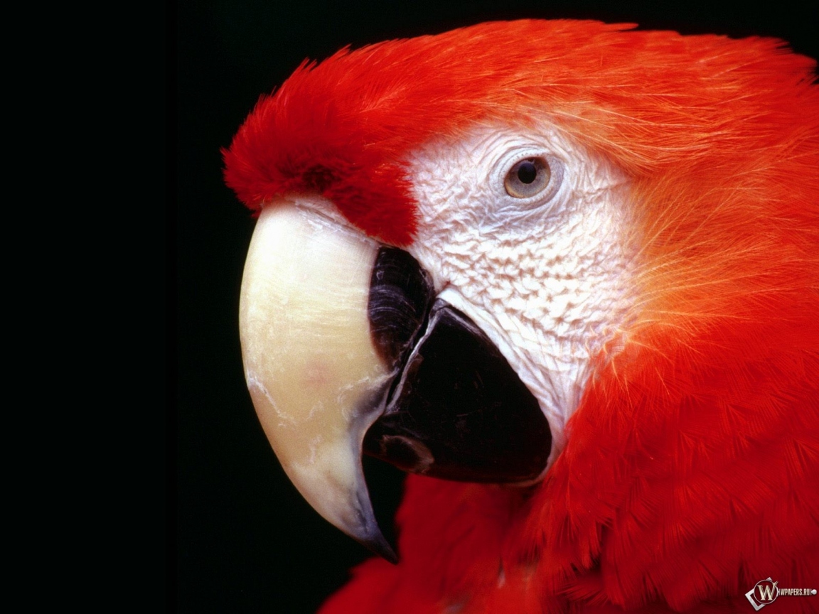 Красный попугай 1152x864