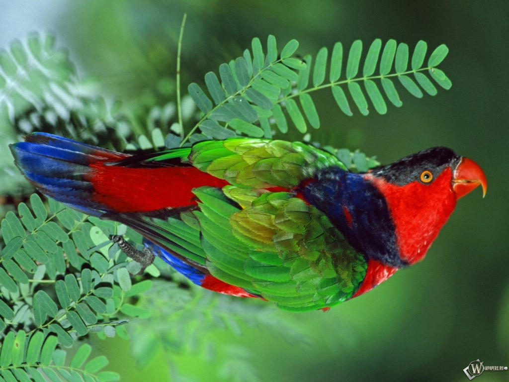 Разноцветный попугай 1024x768