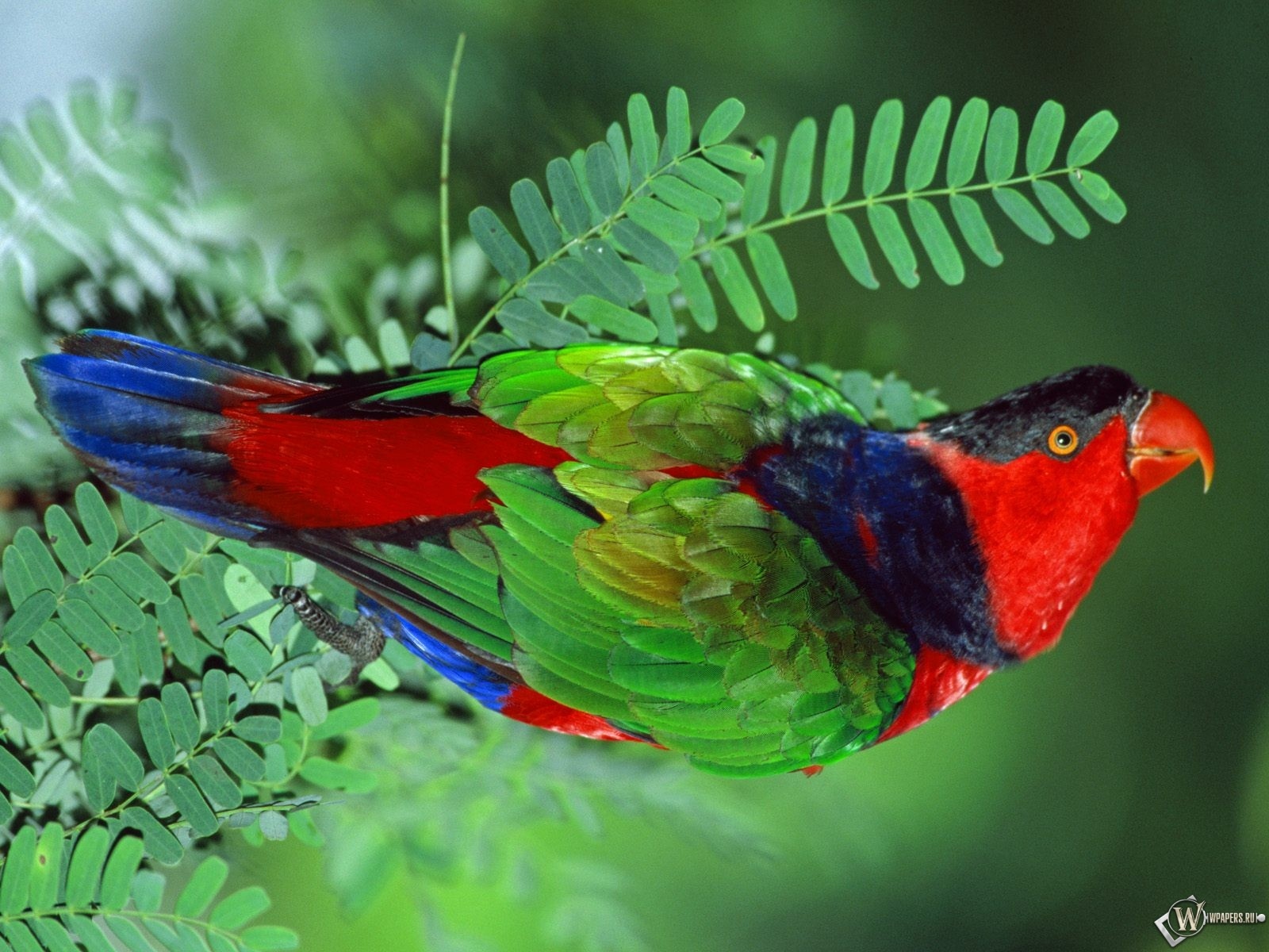 Разноцветный попугай 1600x1200