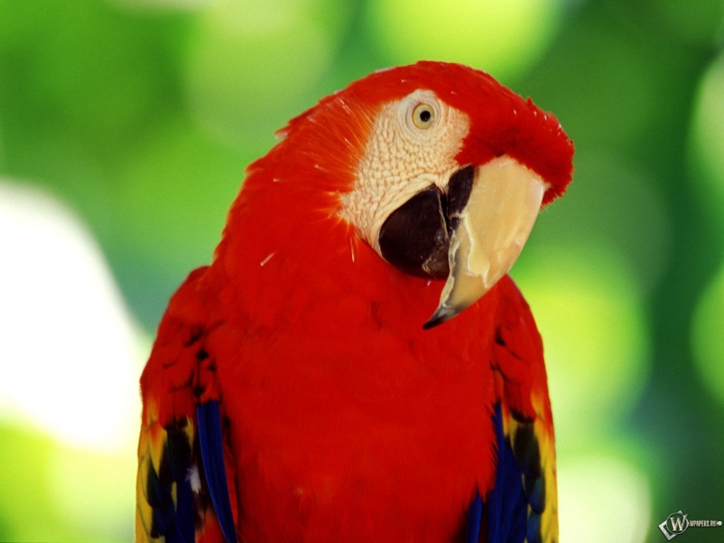 Красный попугай 1024x768