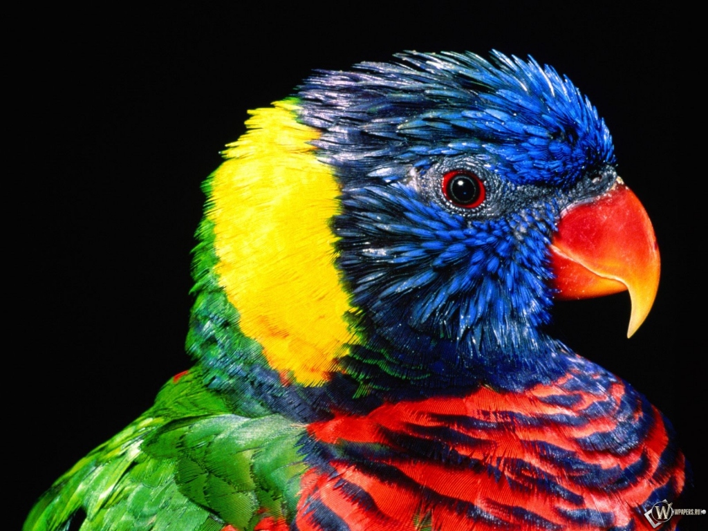 Красивый попугай 1024x768