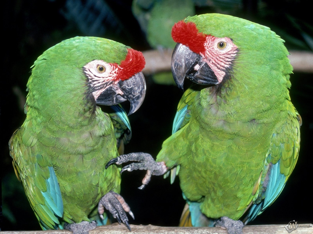 Два зеленых попугая 1024x768