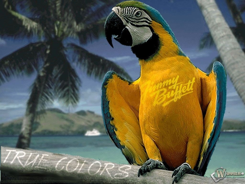 Разноцветный попугай 1024x768