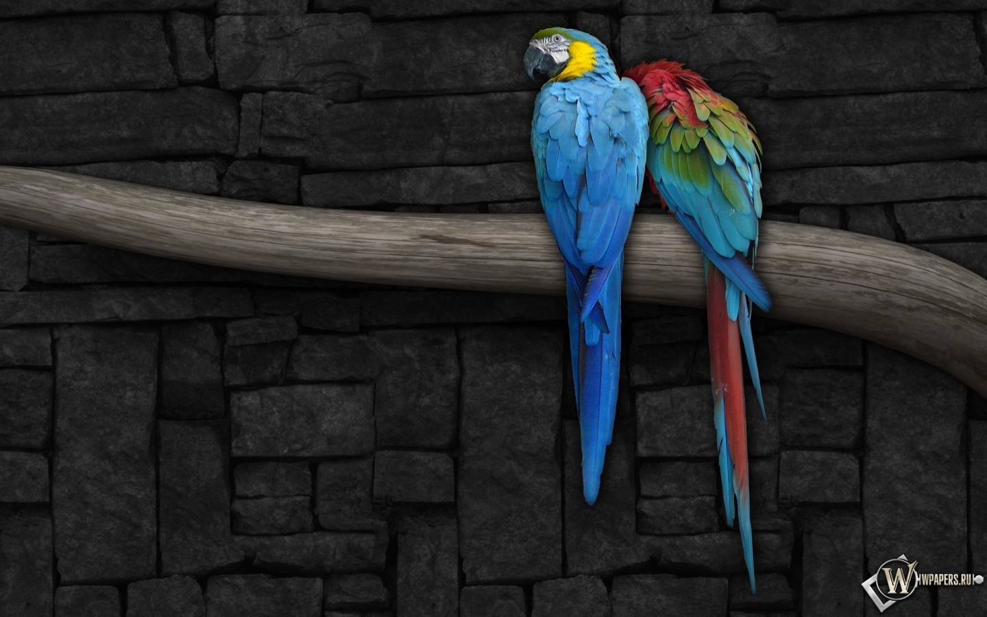 Попугаи на ветке 1440x900
