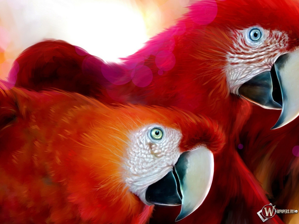 Красные попугаи 1024x768