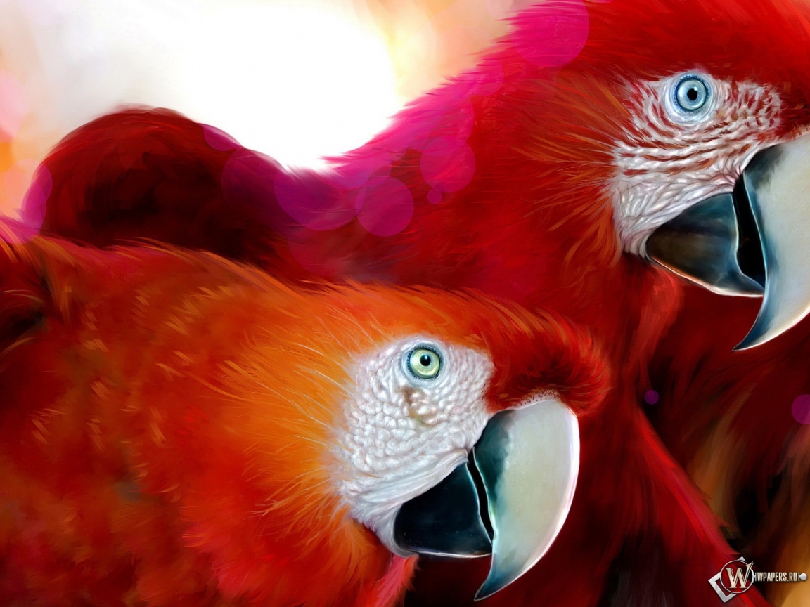 Красные попугаи 1152x864