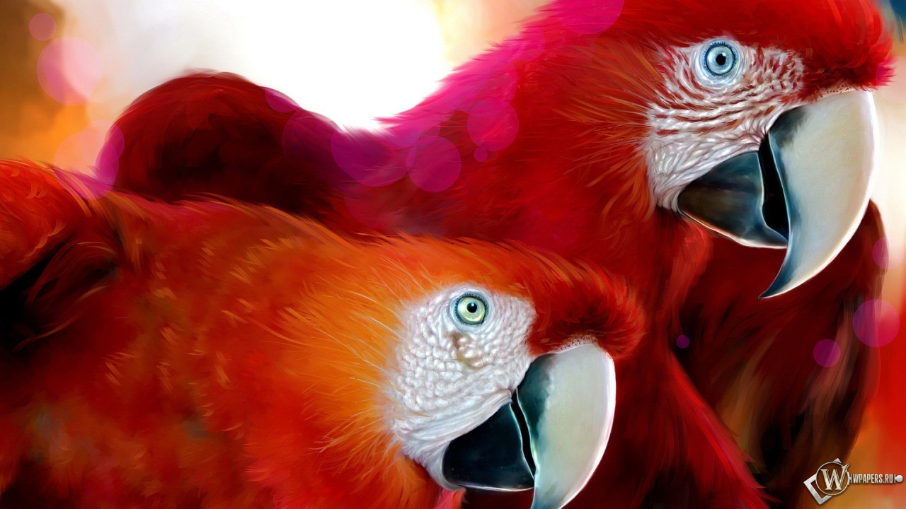 Красные попугаи 1280x720