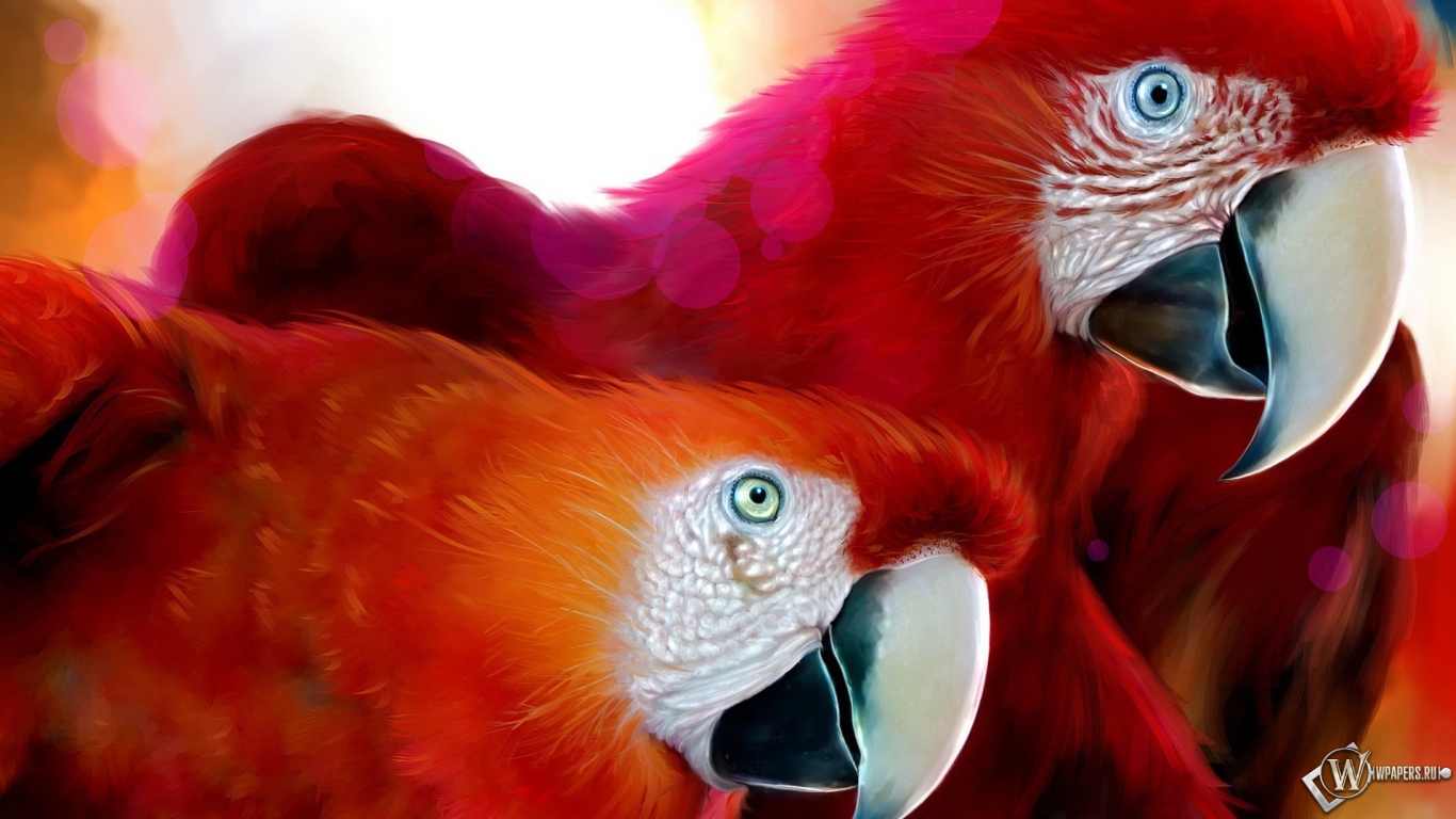 Красные попугаи 1366x768
