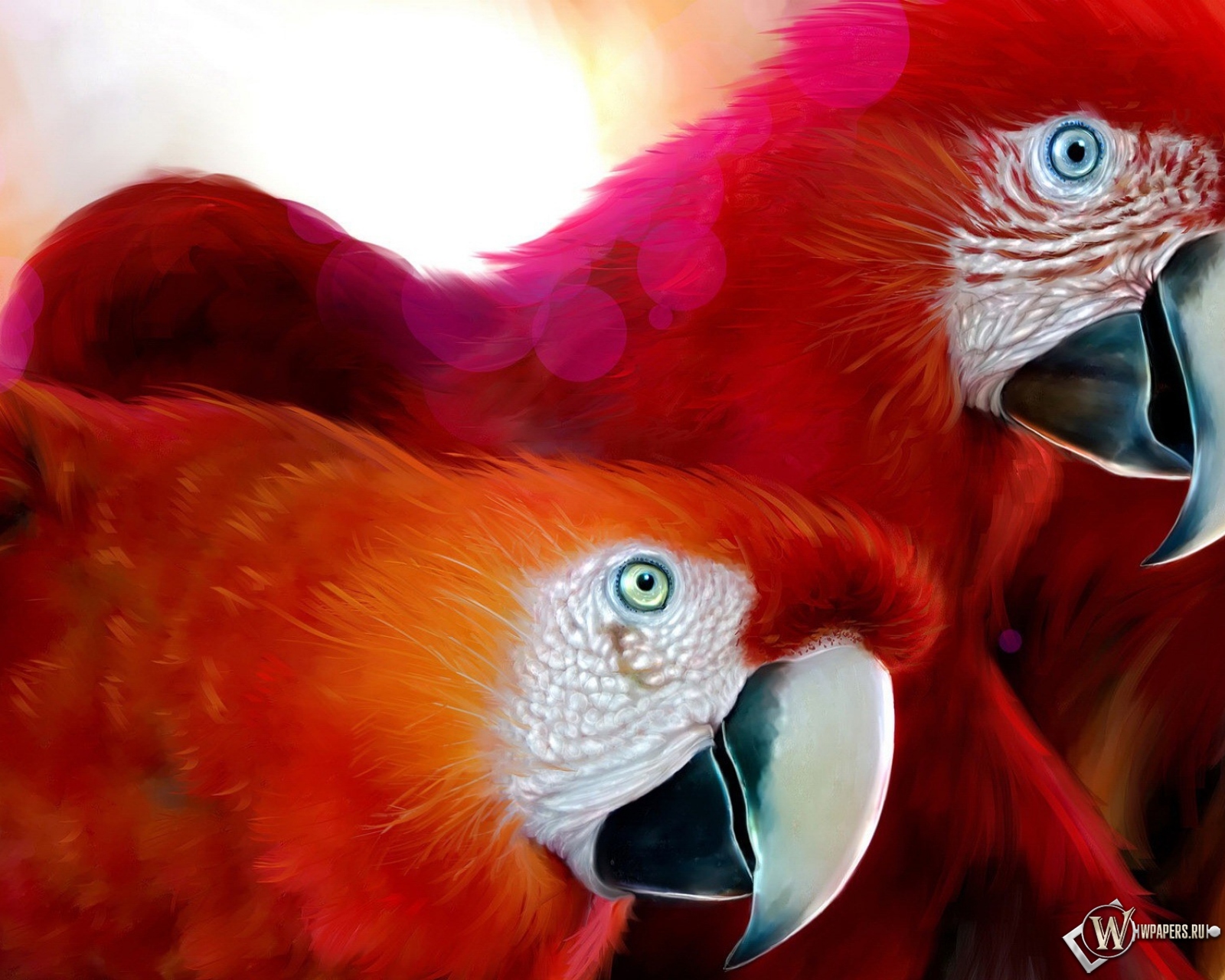 Красные попугаи 1600x1280