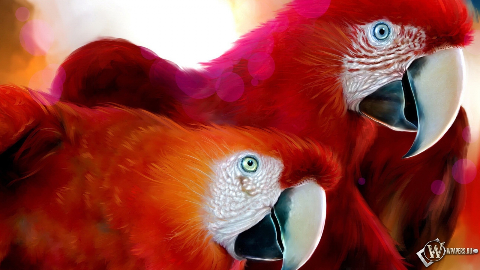 Красные попугаи 1600x900