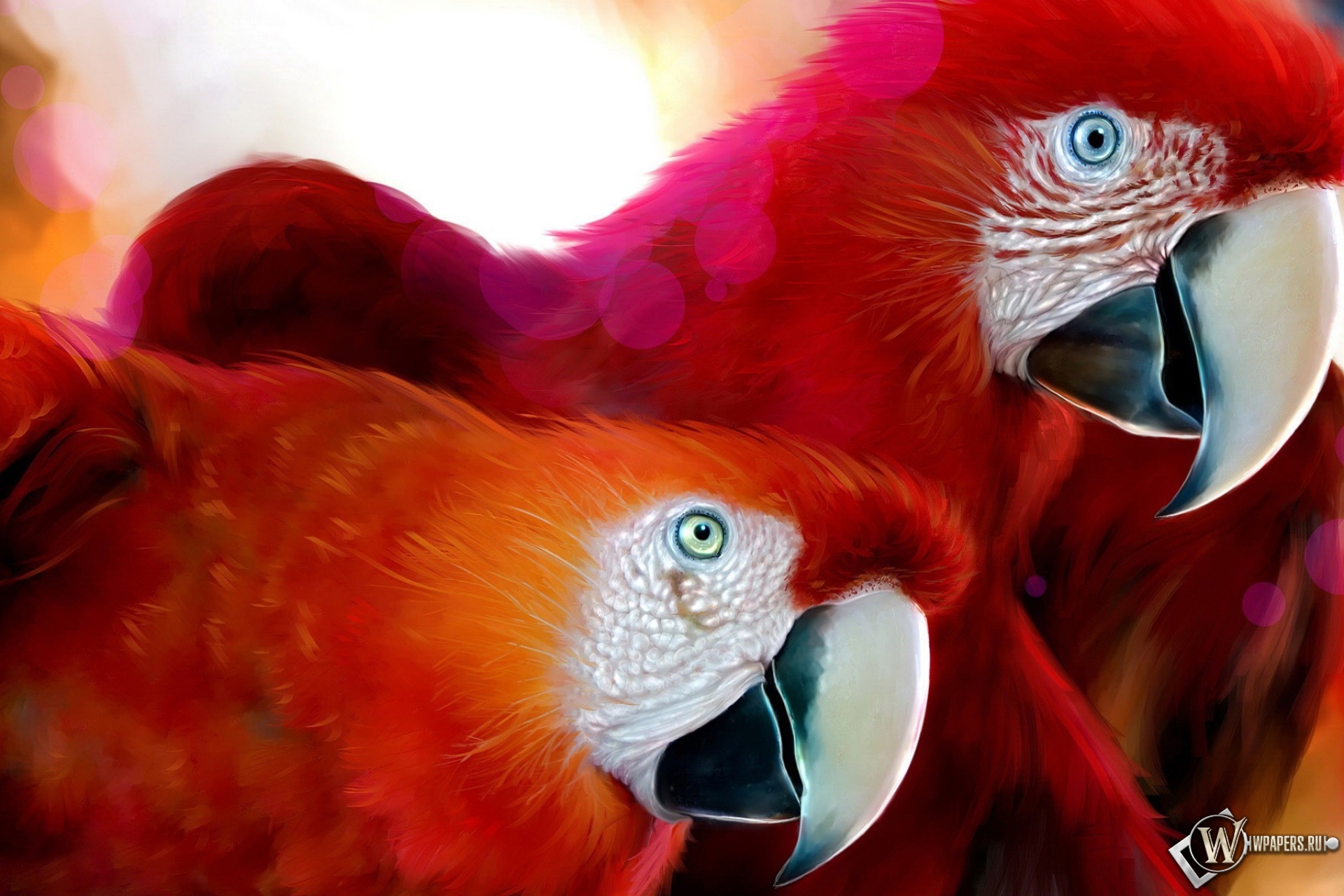 Красные попугаи 1920x1280