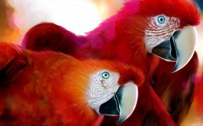 Обои Красные попугаи: Красный, Попугаи, Ара, Попугаи