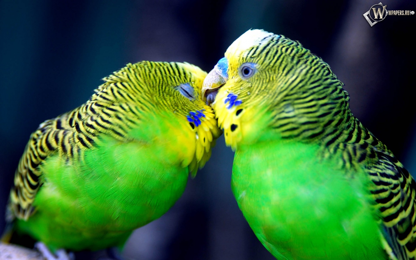 Попугаи целуются 1440x900