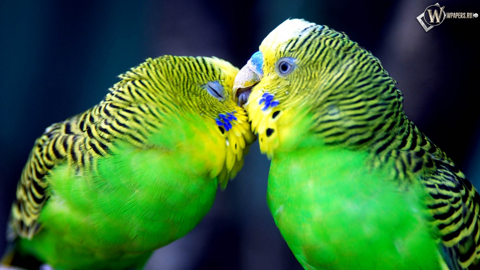 Попугаи целуются 1600x900