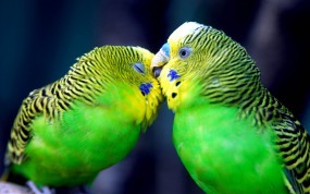 Обои Попугаи целуются: Любовь, Нежность, Попугаи, Попугаи