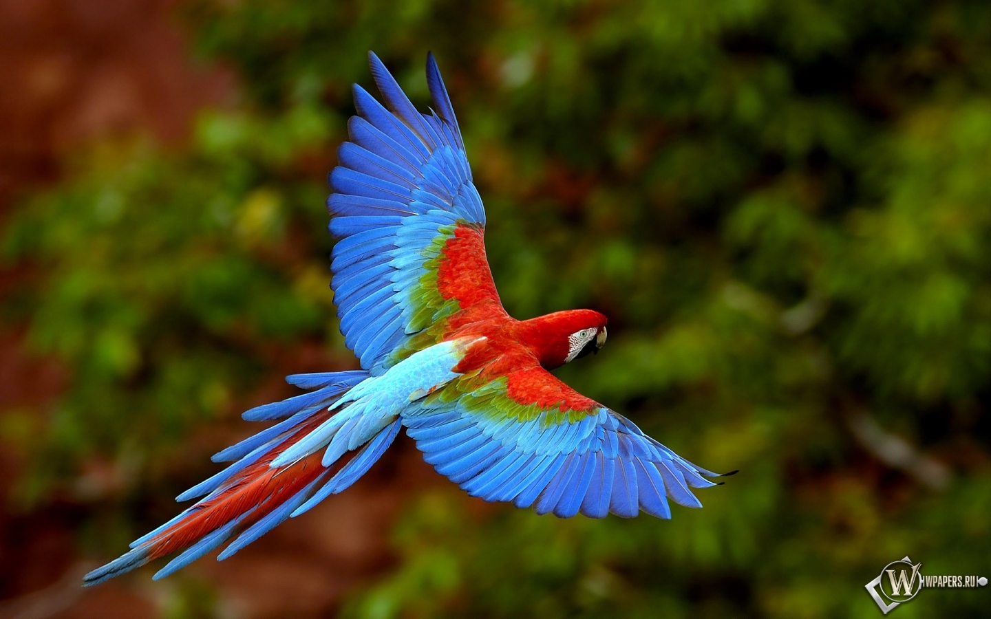 Яркий попугай 1440x900