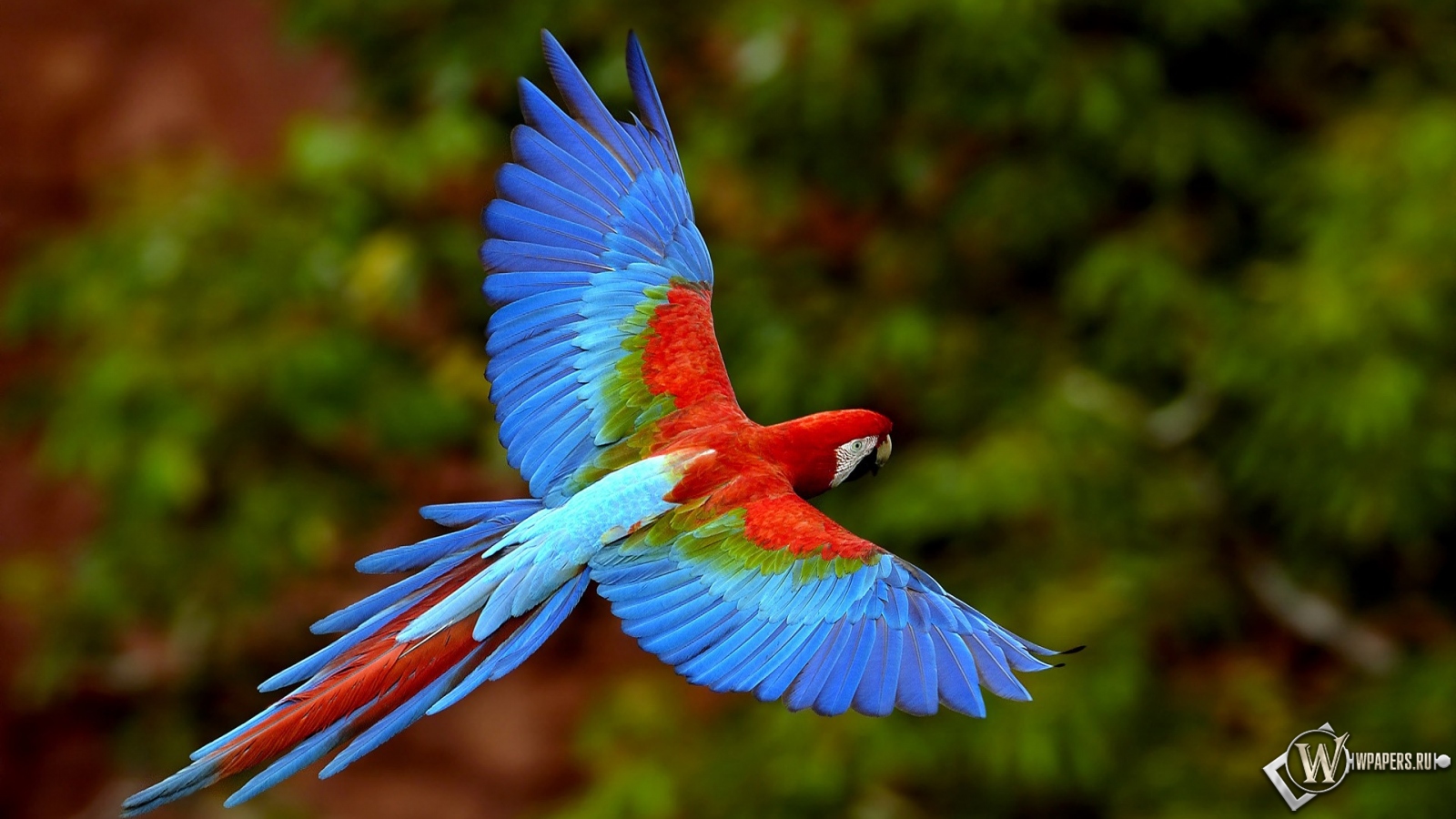 Яркий попугай 1600x900