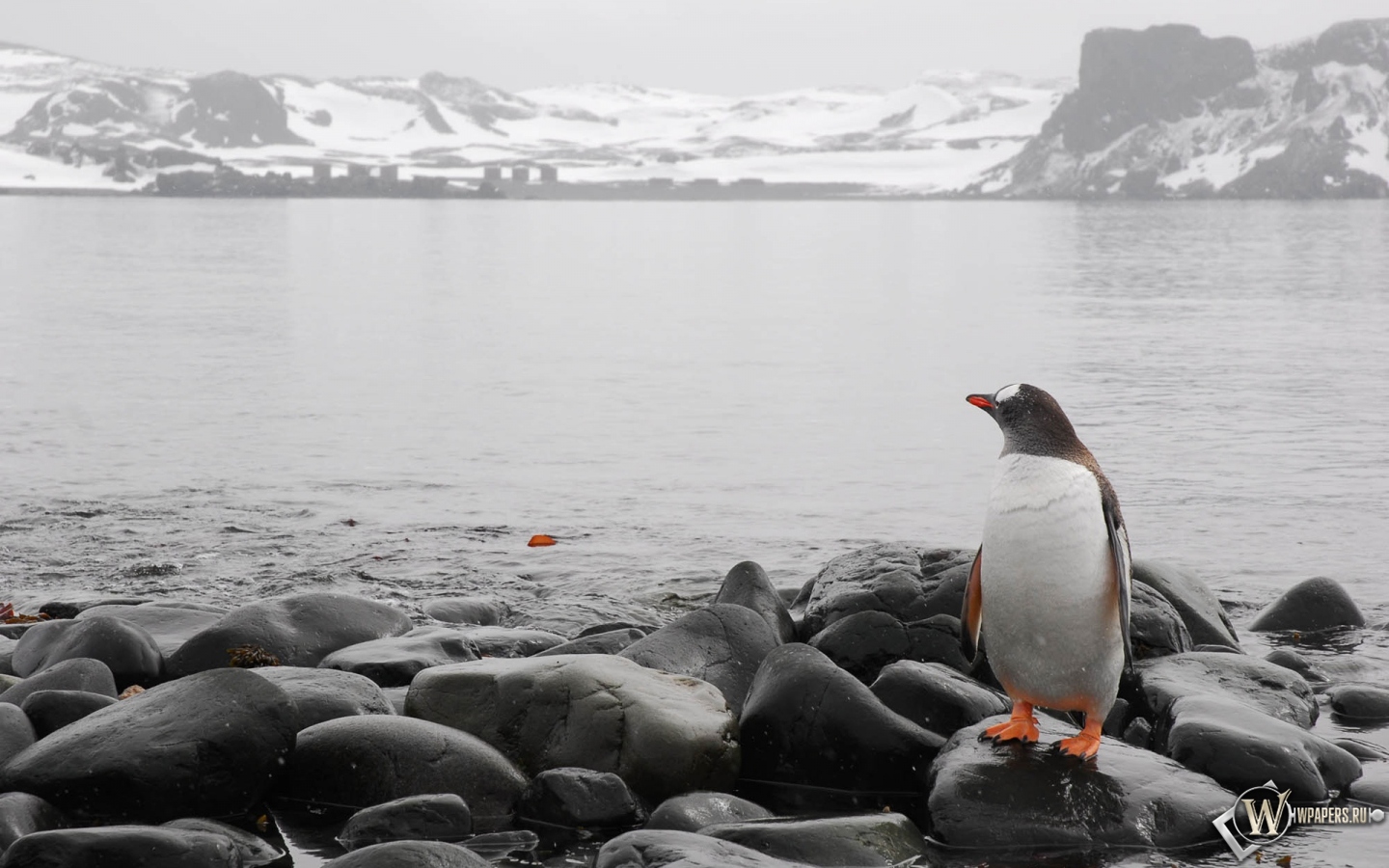 Пингвин на берегу 1440x900