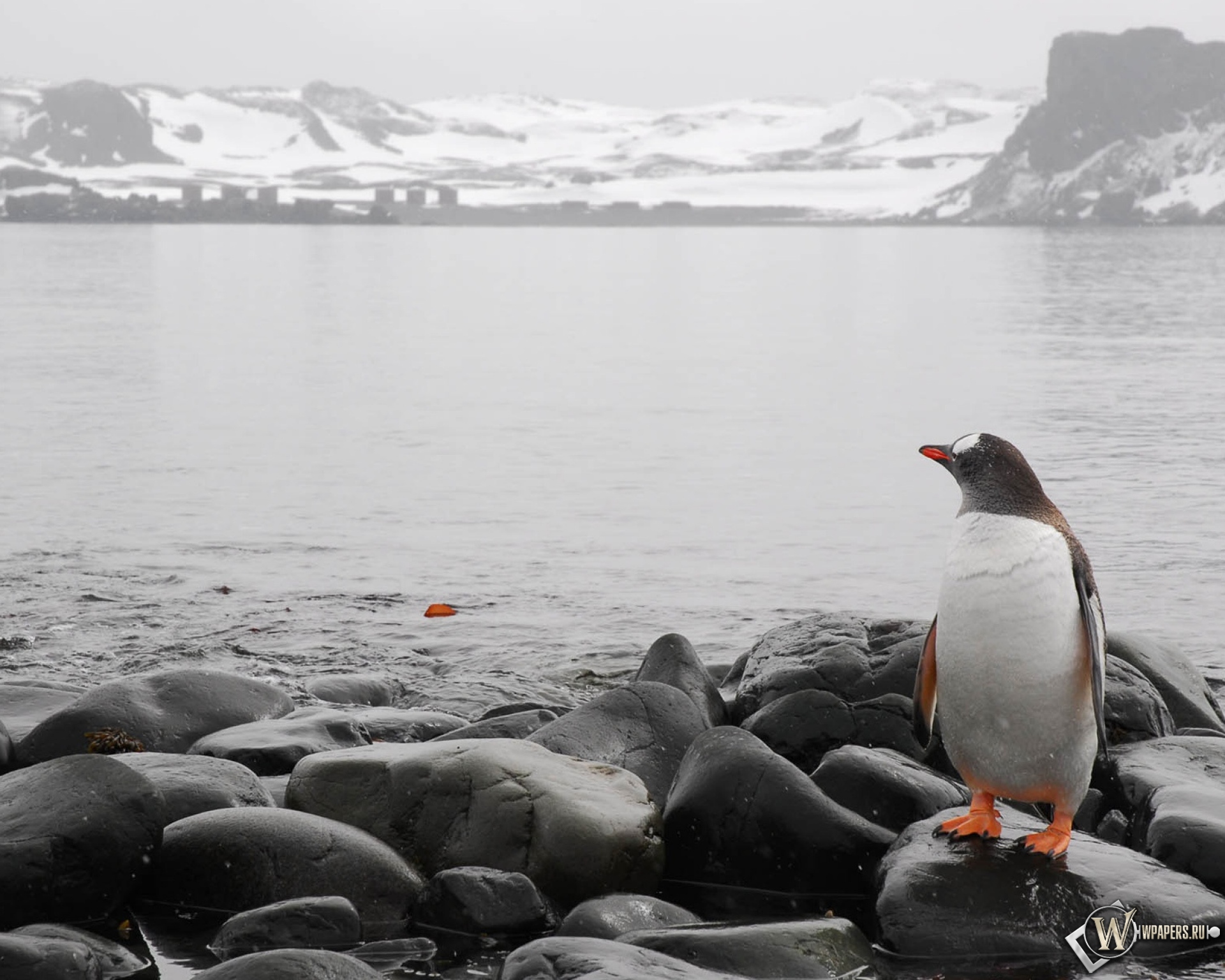 Пингвин на берегу 1920x1536