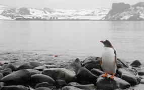 Пингвин на берегу
