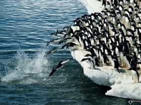 Обои Массовое купание пингвинов: , Пингвины