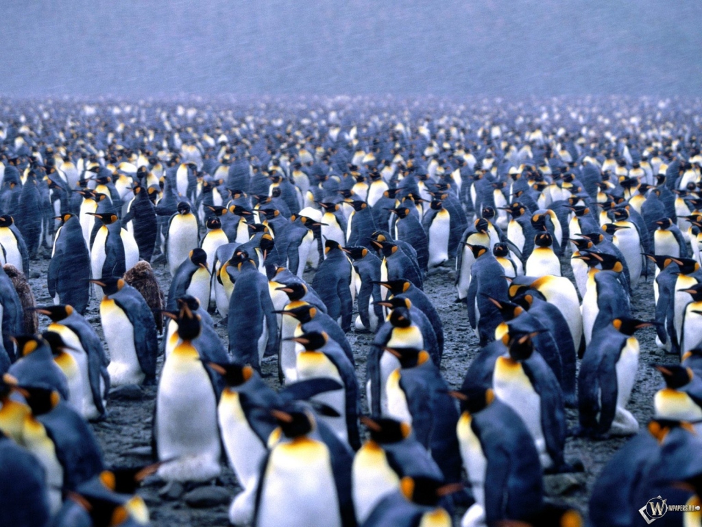 Сборище пингвинов 1024x768