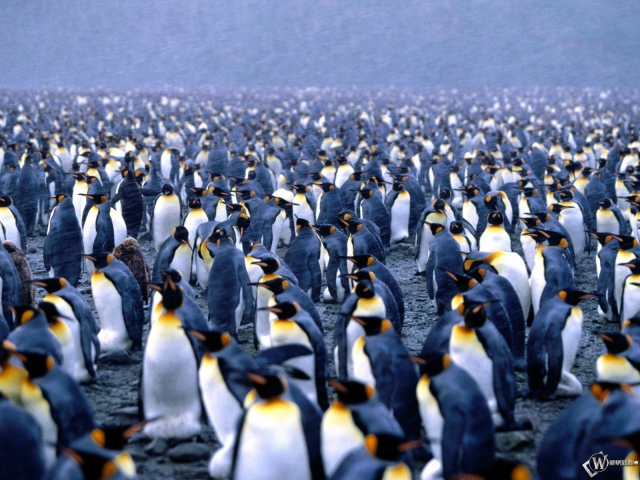 Сборище пингвинов