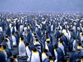 Обои Сборище пингвинов: , Пингвины